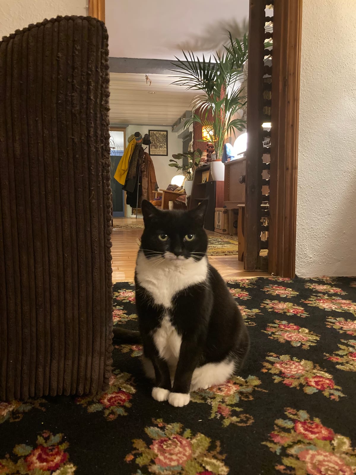 Househunting On Behalf Of My Cat: A Poem