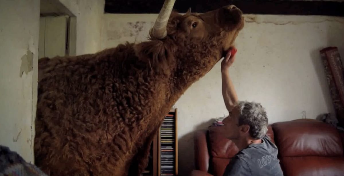 The Man With A Bull In His Living Room