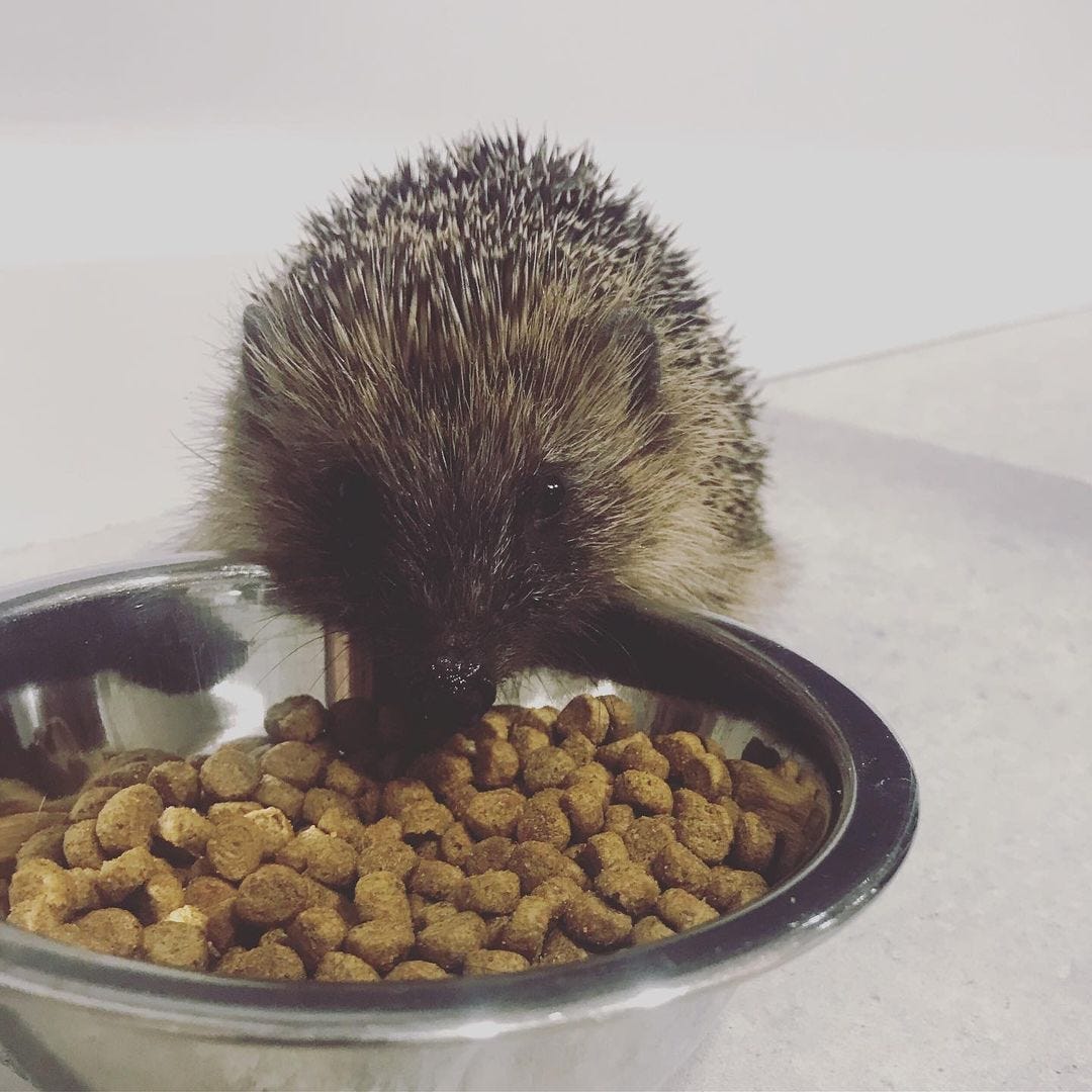 My Best True Stories About Badgers And Hedgehogs