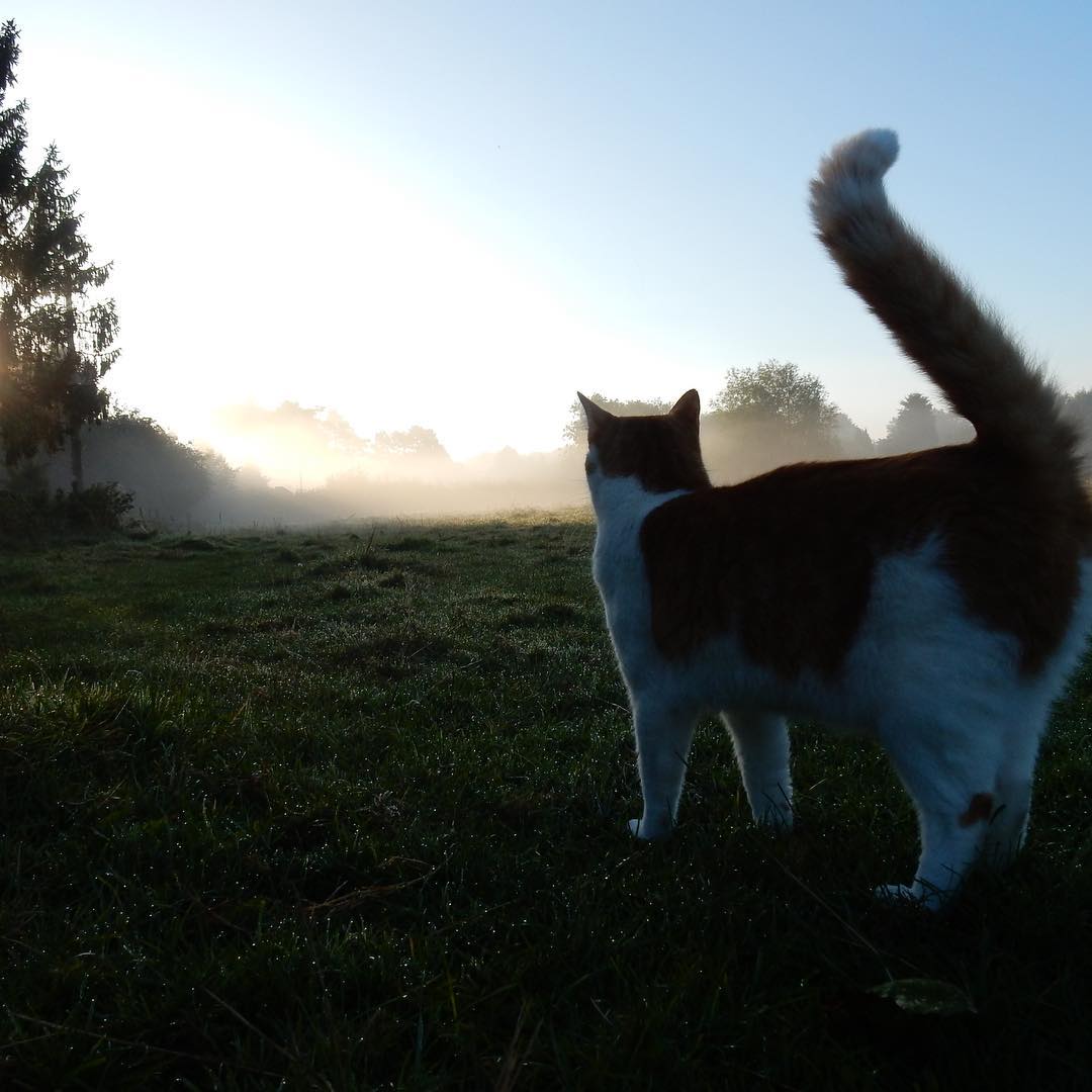 Lots Of People Will Unsubscribe As A Result Of This, Solely Because It's My Second Post In Consecutive Days, But The Fact Is My Cat Died And I Needed To Write About It