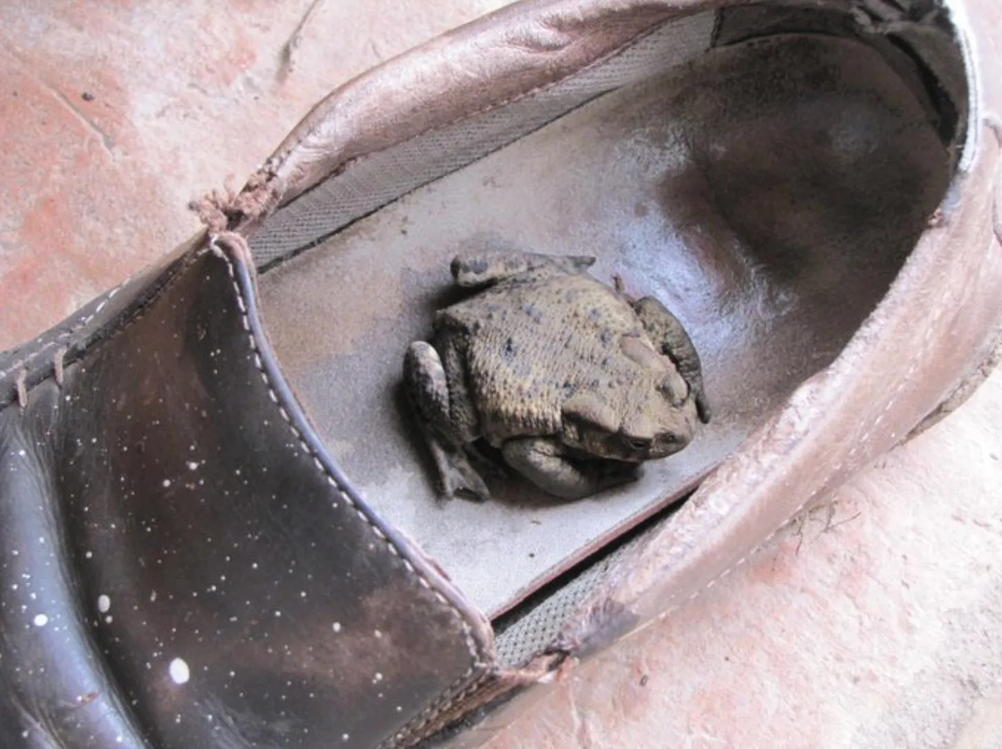 My Dad And The Toad Who Lived In His Shoe