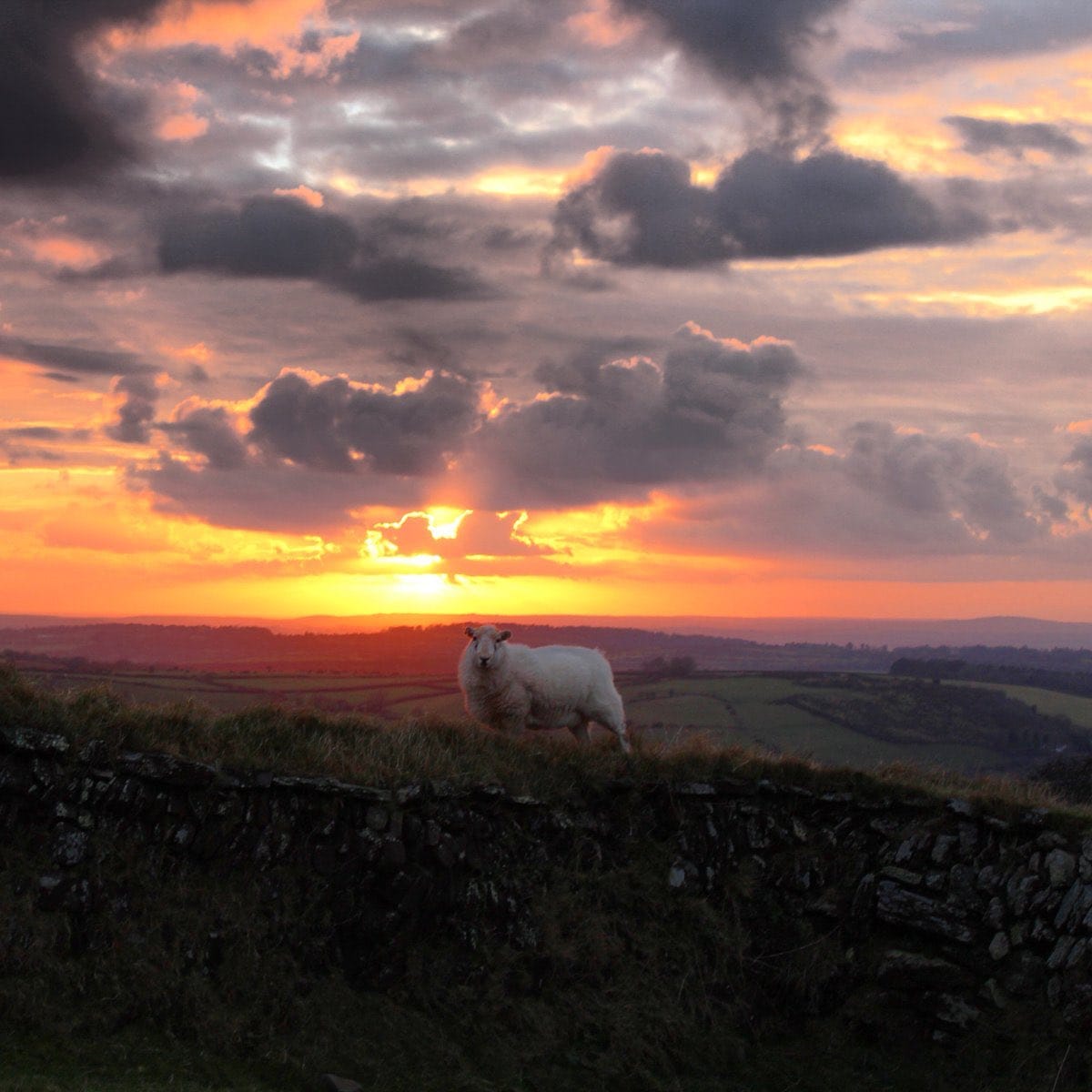 Six Tiny Stories About Sheep