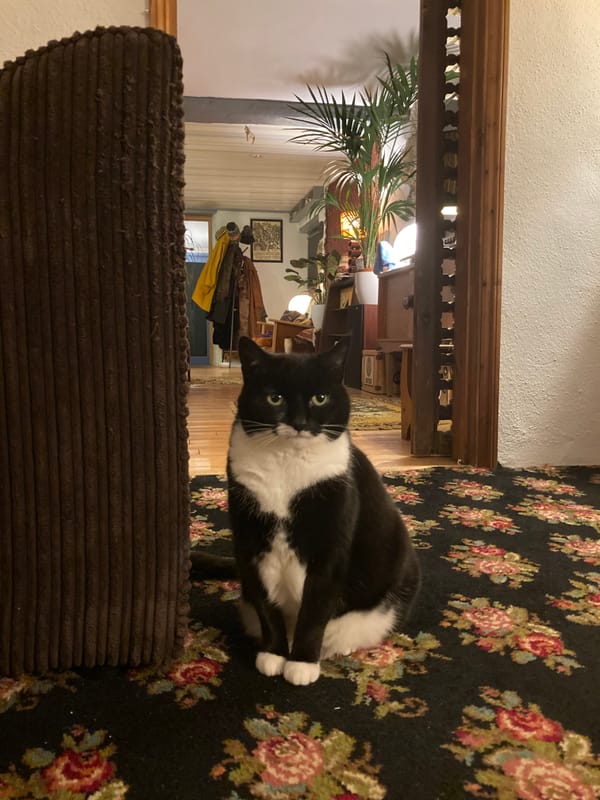 Househunting On Behalf Of My Cat: A Poem
