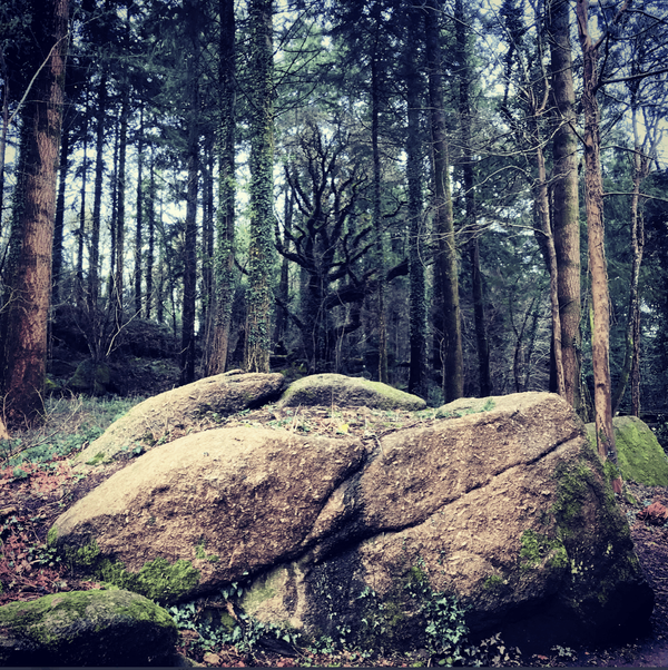The Black Tree