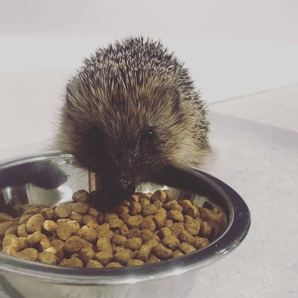 My Best True Stories About Badgers And Hedgehogs