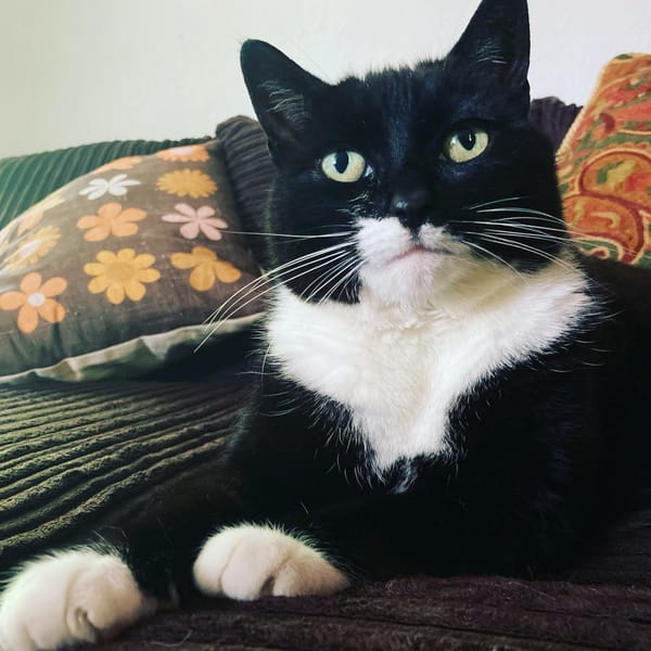 Cat Horoscopes
