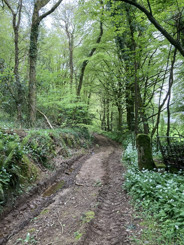 THE MYSTIC HEDGE: A PHOTO ESSAY ABOUT ANOTHER QUITE UNSETTLING CORNISH WALK