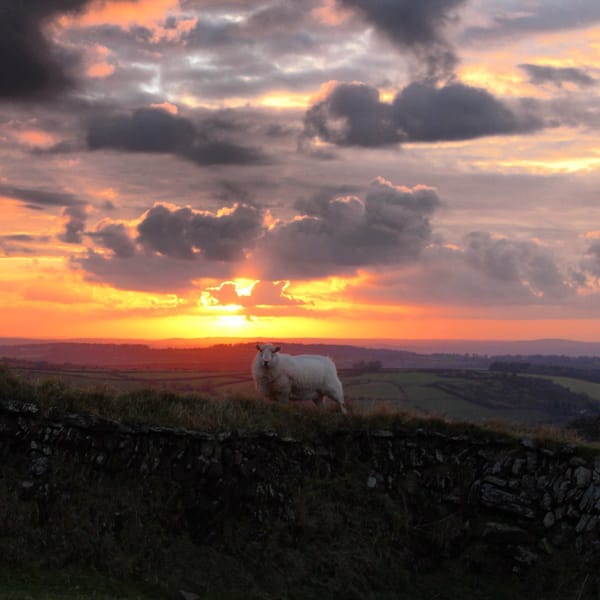 Six Tiny Stories About Sheep