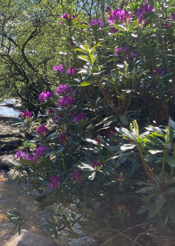 The Garden Of Forking Hannahs